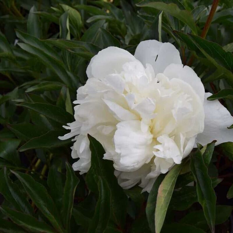 Paeonia lactiflora 'Duchesse de Nemours' ---